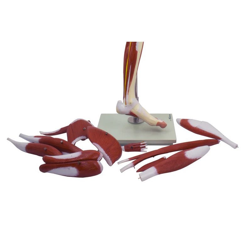 Leg Muscle Model, Detachable, 13 Parts