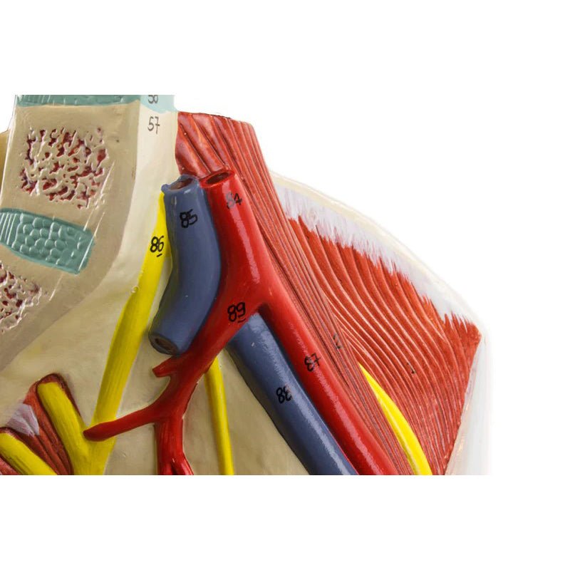 Leg Muscle Model, Detachable, 13 Parts