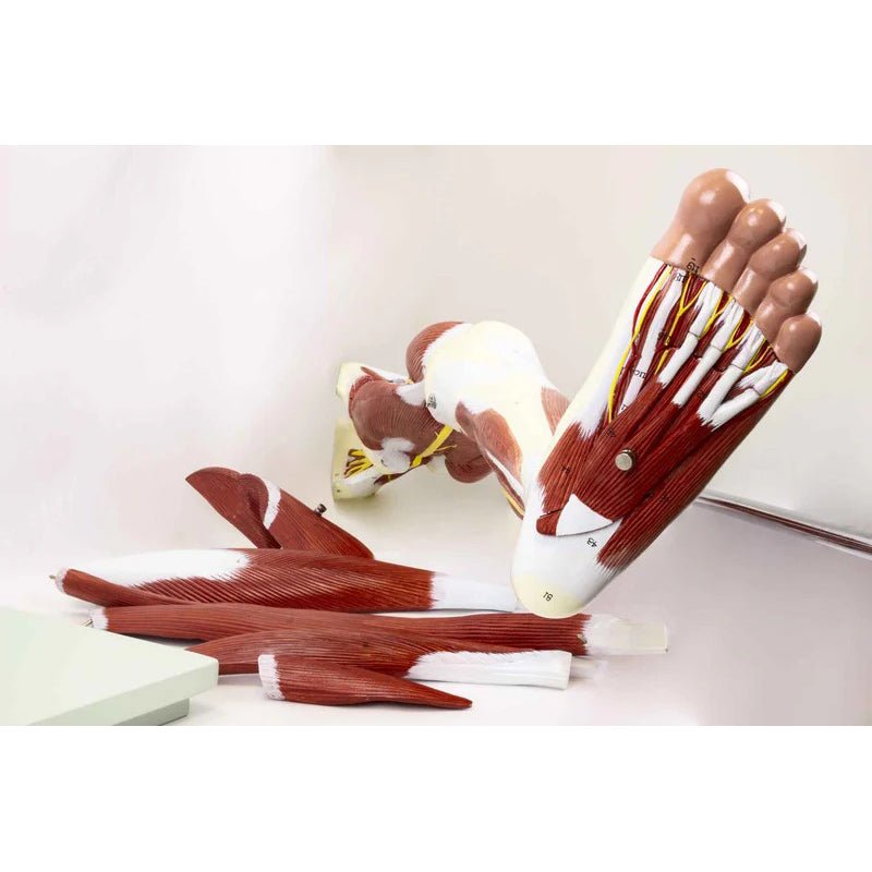 Leg Muscle Model, Detachable, 13 Parts