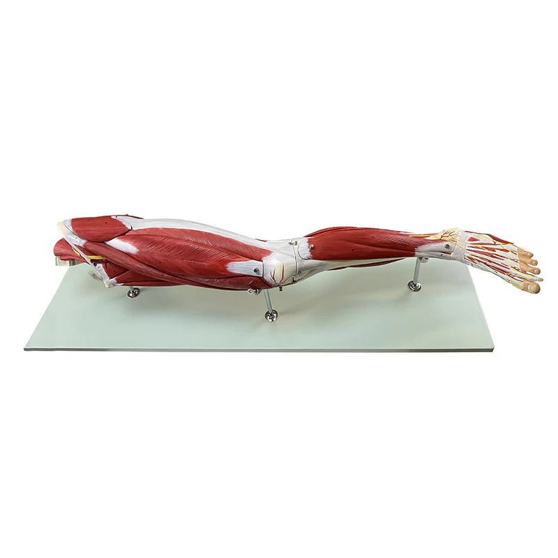 Leg Muscle Model, Detachable, 23 Parts
