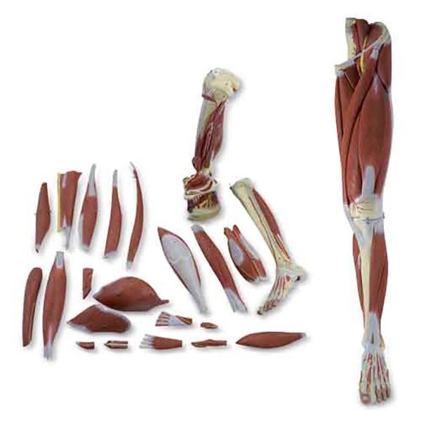 Leg Muscle Model, Detachable, 23 Parts