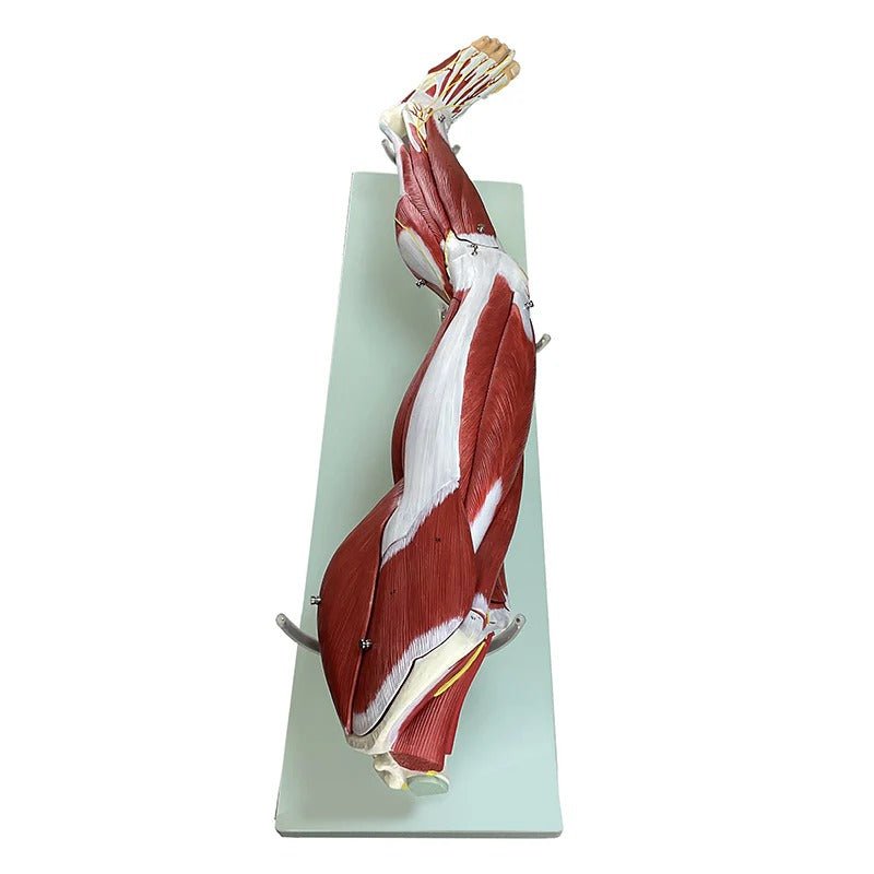 Led Muscles Labeled Real Modle Leg Muscle Model, Detachable, 23 Parts – GTSimulators.com