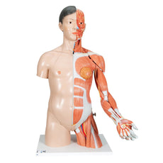 Life-Size Asian Dual Gender Torso with Muscular Arm, 33-part