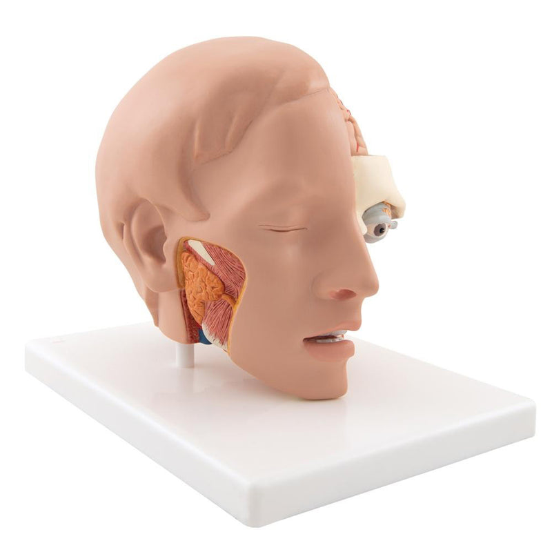 Life-size Head Model, 6 part