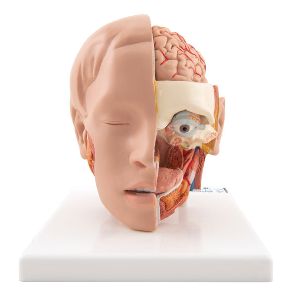 Head Model | Anatomical Head Model | 3B Scientific Head Model