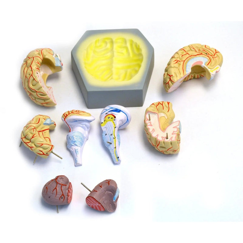 Life-size Human Brain With Arteries, 8-Part