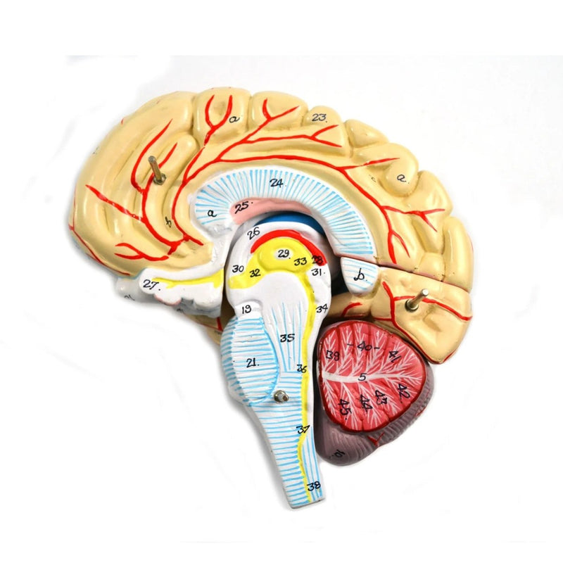 Life-size Human Brain With Arteries, 8-Part