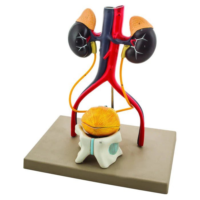 Life-Size Human Male Urinary System Model, 5 Parts