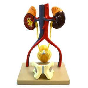Life-Size Human Male Urinary System Model, 5 Parts
