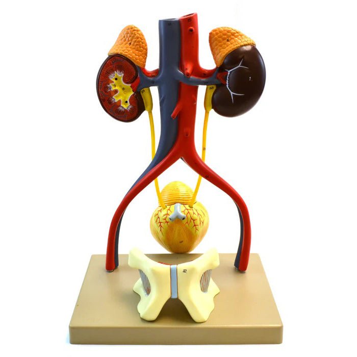 Life-Size Human Male Urinary System Model, 5 Parts