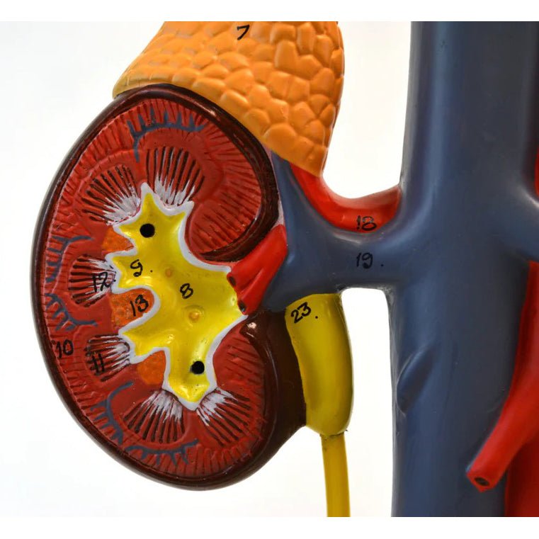 Life-Size Human Male Urinary System Model, 5 Parts