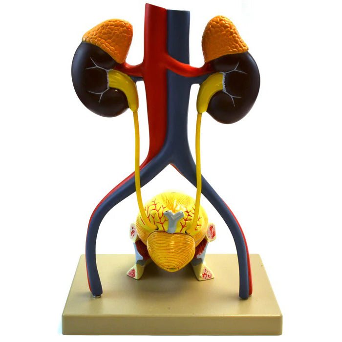 Life-Size Human Male Urinary System Model, 5 Parts