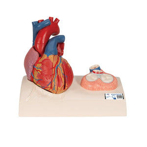 Life-size Magnetic Heart Model and Cardiac Valves, 5 Parts