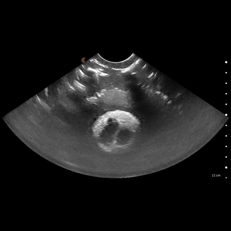 Lillie Canine Ultrasound Phantom Training Kit