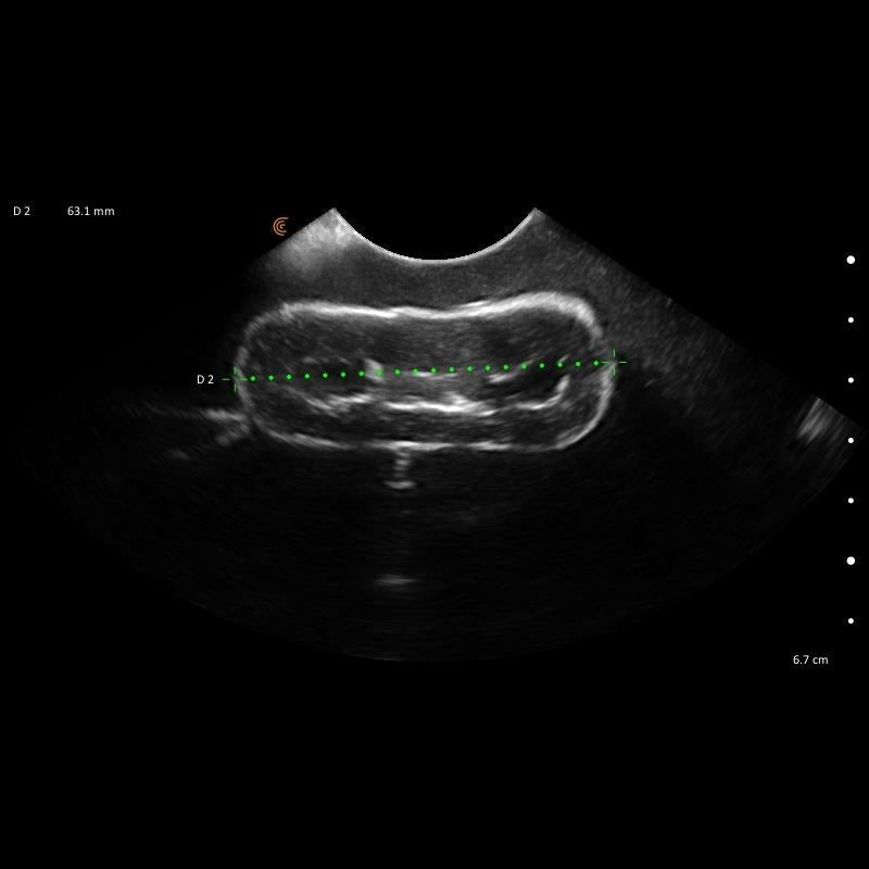 Lillie Canine Ultrasound Phantom Training Kit