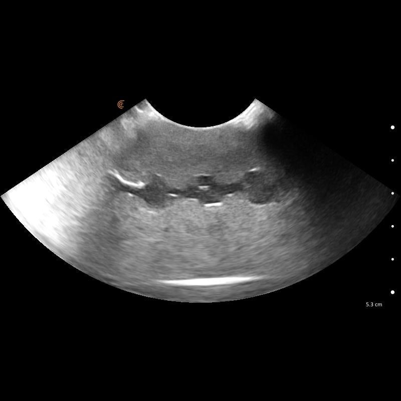 Lillie Canine Ultrasound Phantom Training Kit