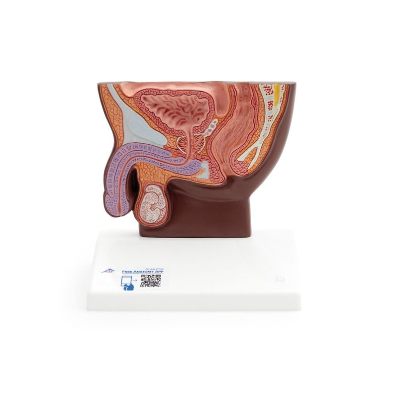 Low-Budget Male Pelvis Section, Dark Skin