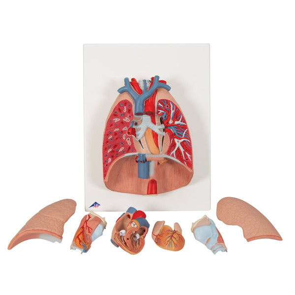 Lung Model with Larynx, 7 part – GTSimulators.com