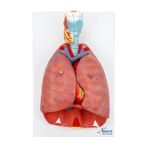 Lungs with Larynx Model, 7-Parts