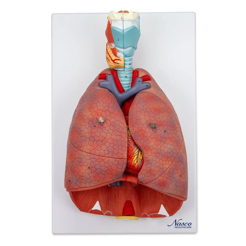 Lungs with Larynx Model, 7-Parts