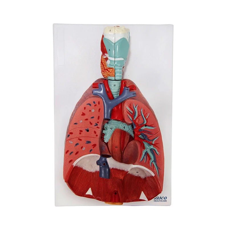 Lungs with Larynx Model, 7-Parts