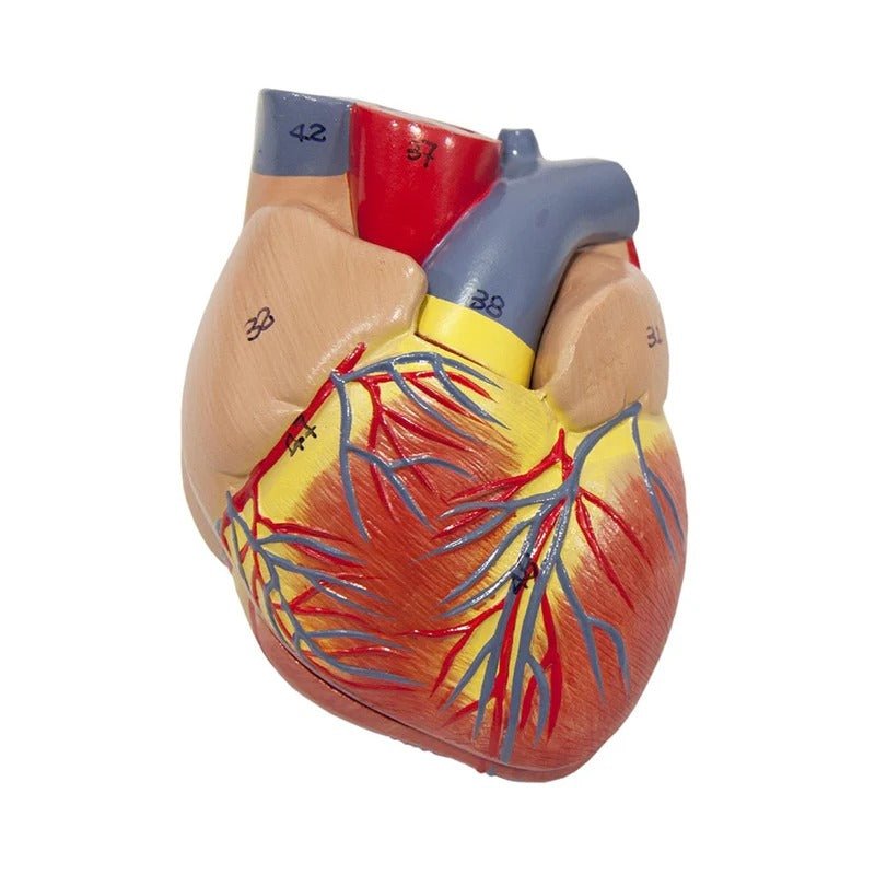 Lungs with Larynx Model, 7-Parts