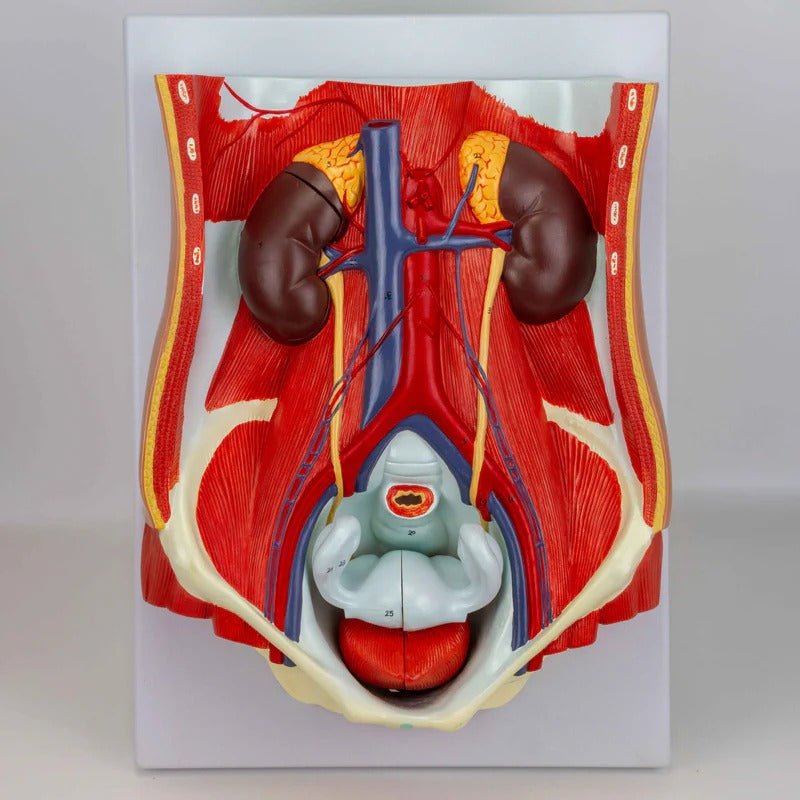 Male & Female Urinary System Model, Dual Sex, 6 Parts