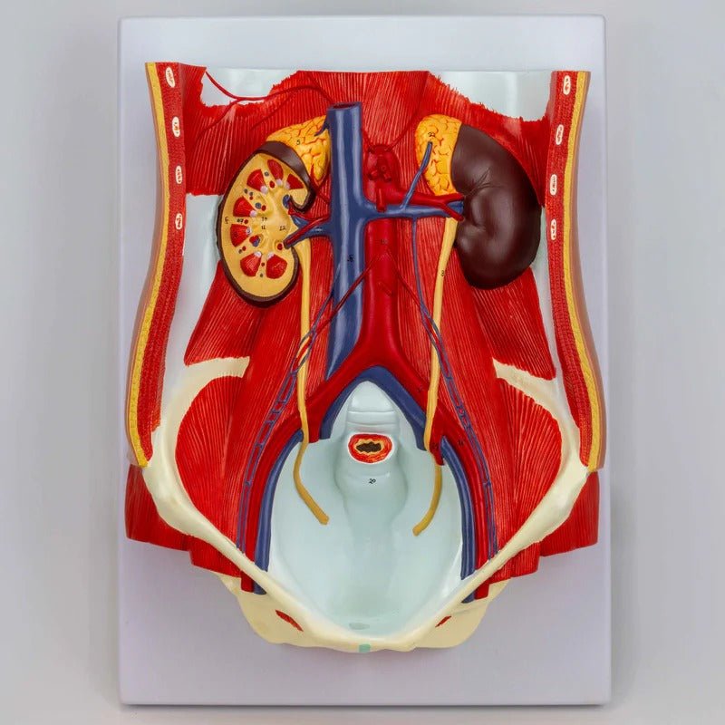 Male & Female Urinary System Model, Dual Sex, 6 Parts
