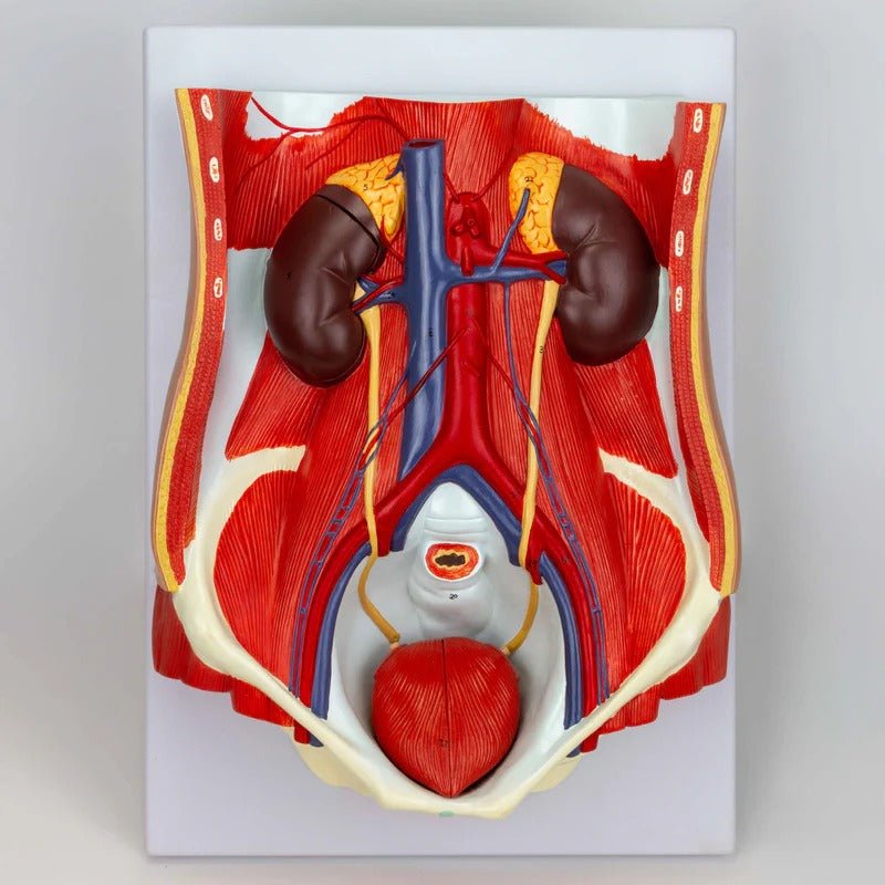 Male & Female Urinary System Model, Dual Sex, 6 Parts