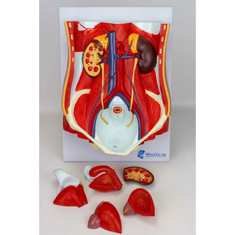 Male & Female Urinary System Model, Dual Sex, 6 Parts