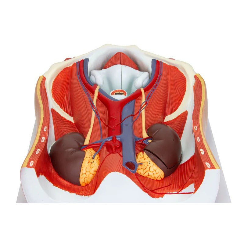 Male & Female Urinary System Model, Dual Sex, 6 Parts