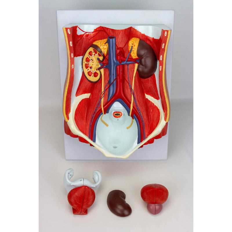 Male & Female Urinary System Model, Dual Sex, 6 Parts