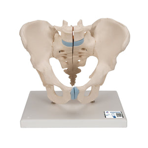 Male Pelvis Model, 3-parts