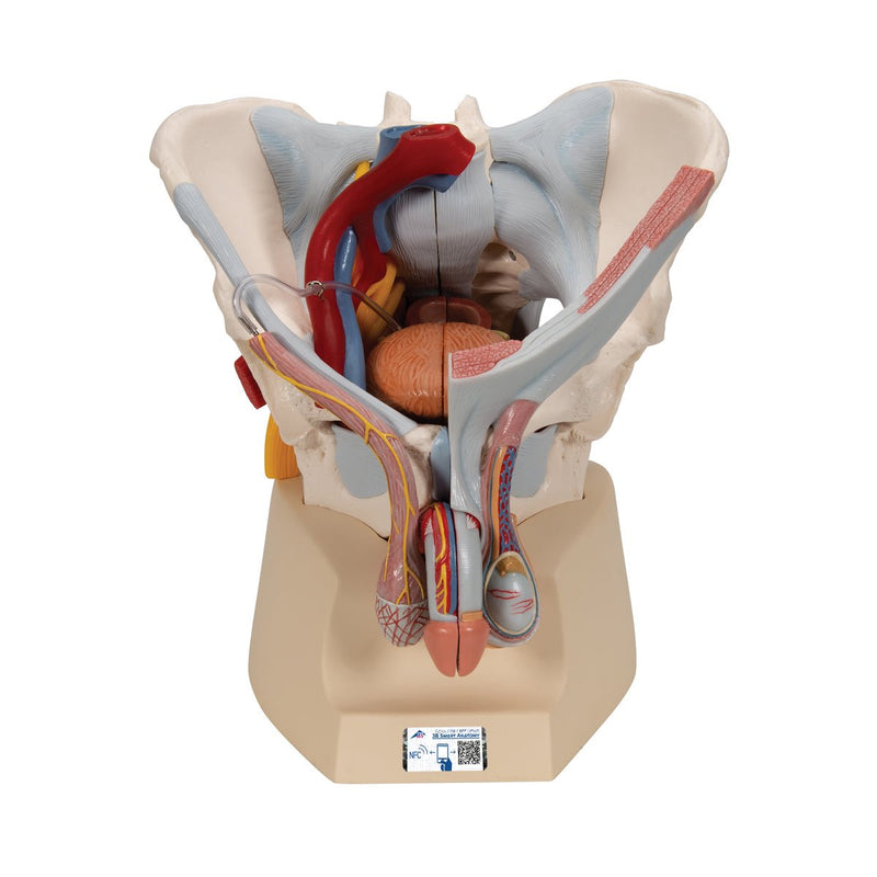 Male pelvis with ligaments, pelvic floor and organs, 7-parts