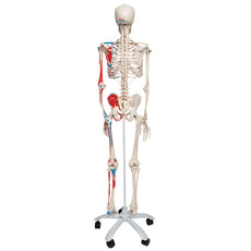 Max Skeleton with Painted Muscle Origins and Inserts on Pelvic Stand