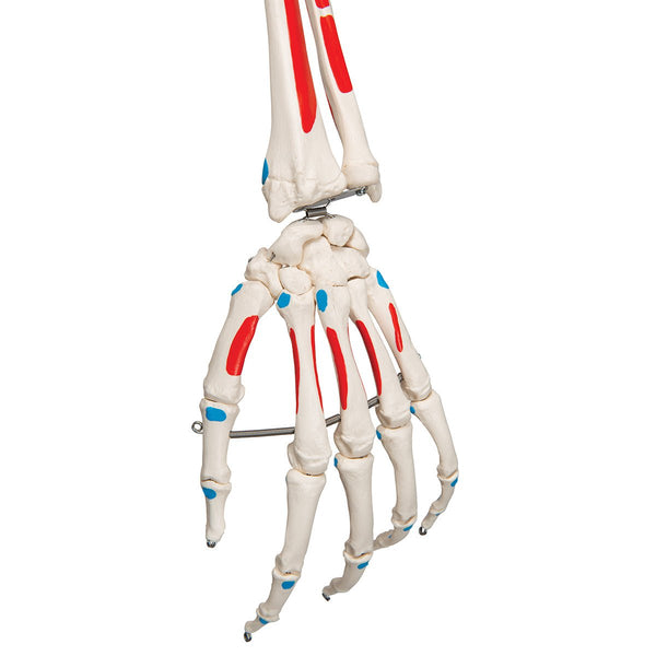 Max Skeleton with Painted Muscle Origins and Inserts on Pelvic Stand ...