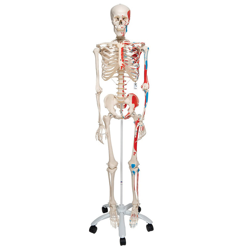 Max Skeleton with Painted Muscle Origins and Inserts on Pelvic Stand