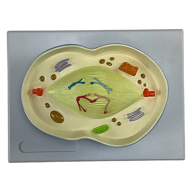 Meiosis Model, 12 Parts