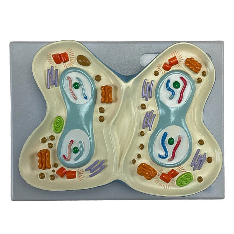 Meiosis Model, 12 Parts