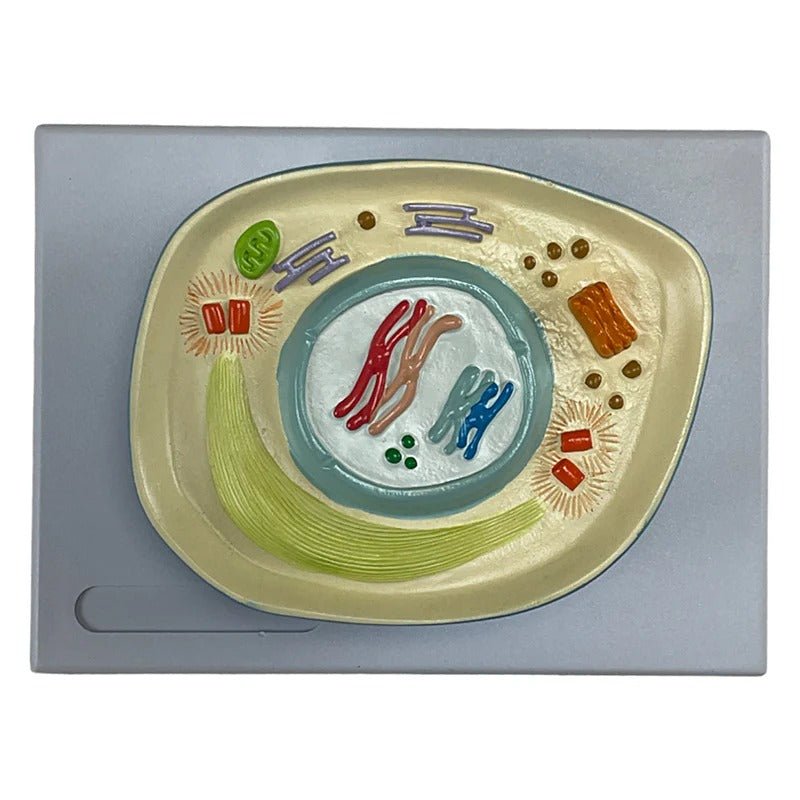 Meiosis Model, 12 Parts