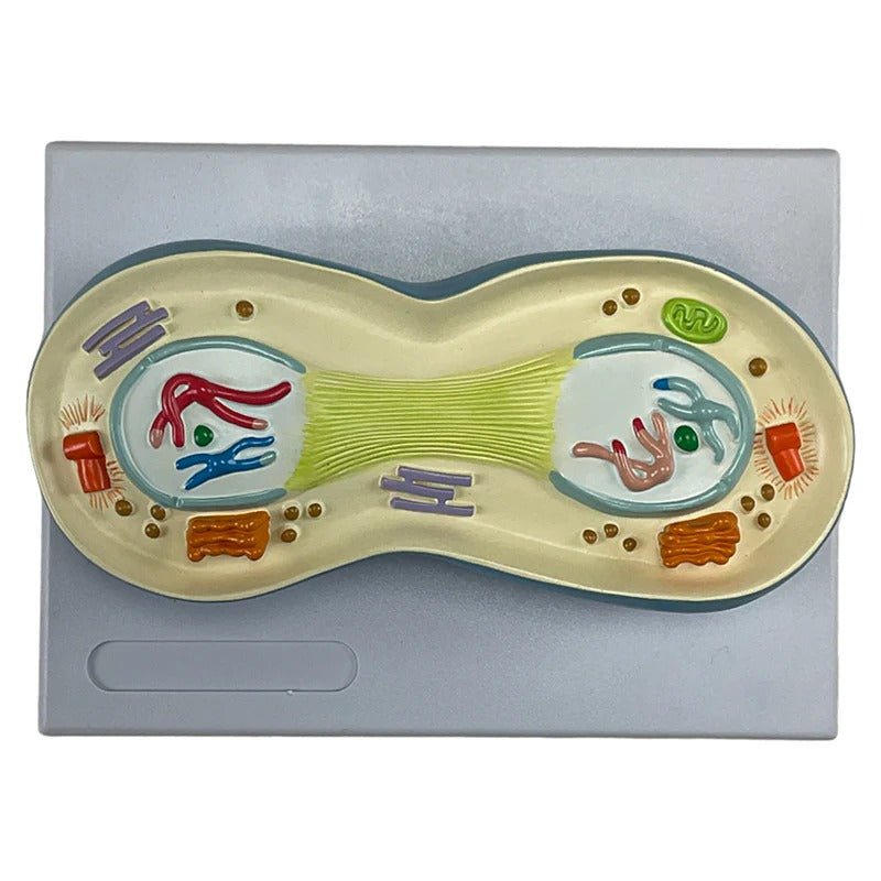 Meiosis Model, 12 Parts