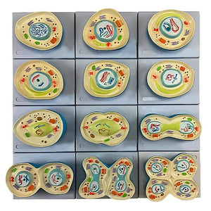 Meiosis Model, 12 Parts