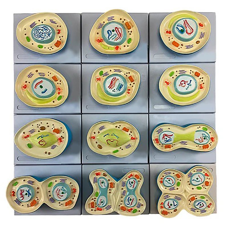 Meiosis Model, 12 Parts