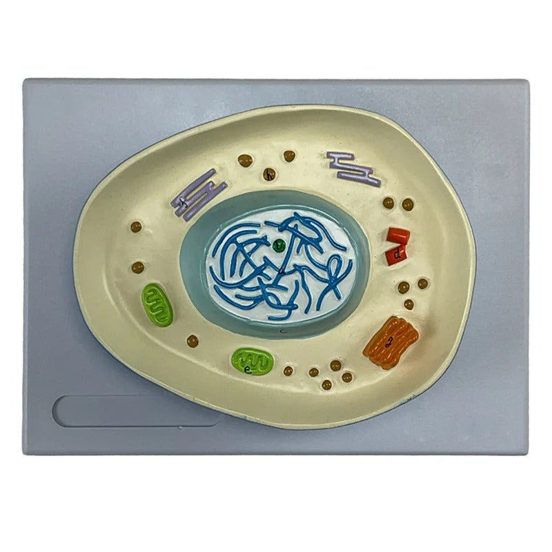 Meiosis Model, 12 Parts