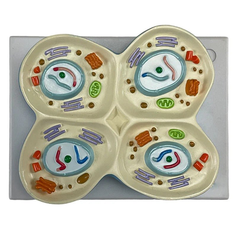 Meiosis Model, 12 Parts