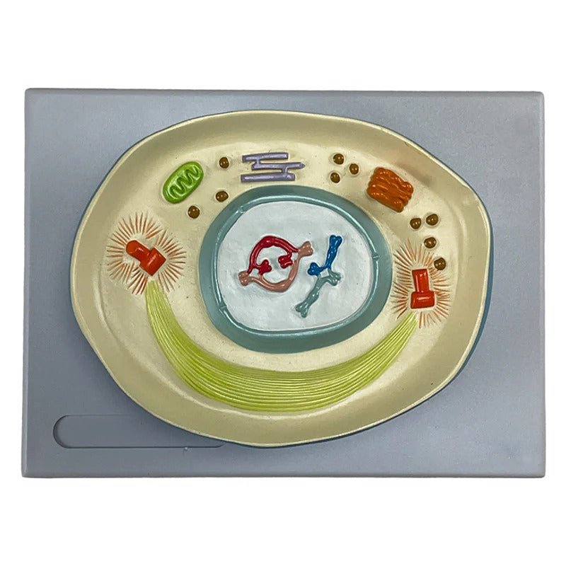 Meiosis Model, 12 Parts