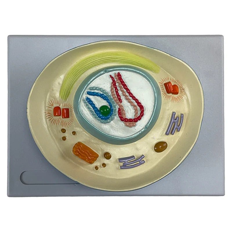 Meiosis Model, 12 Parts