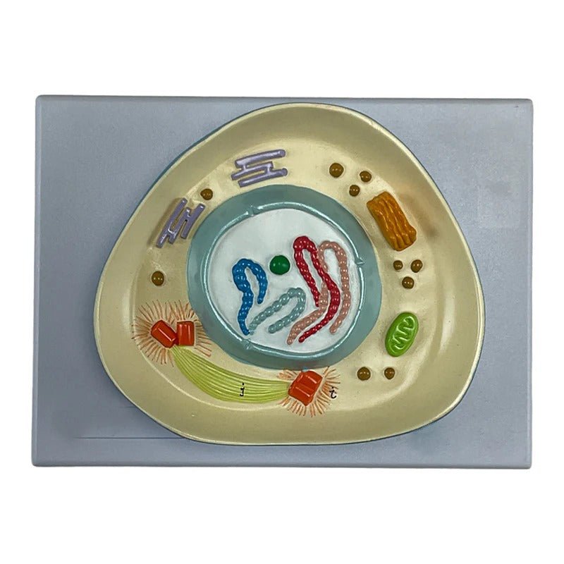 Meiosis Model, 12 Parts