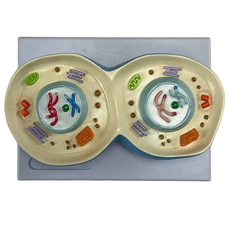 Meiosis Model, 12 Parts