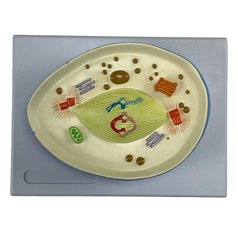 Meiosis Model, 12 Parts